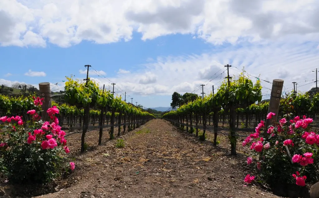 Wine Tasting and Countryside Beauty in Los Olivos, California